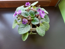 viber_slika_2021-11-08_12-58-11-808.jpg